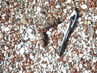 Fatte di?Mustelide